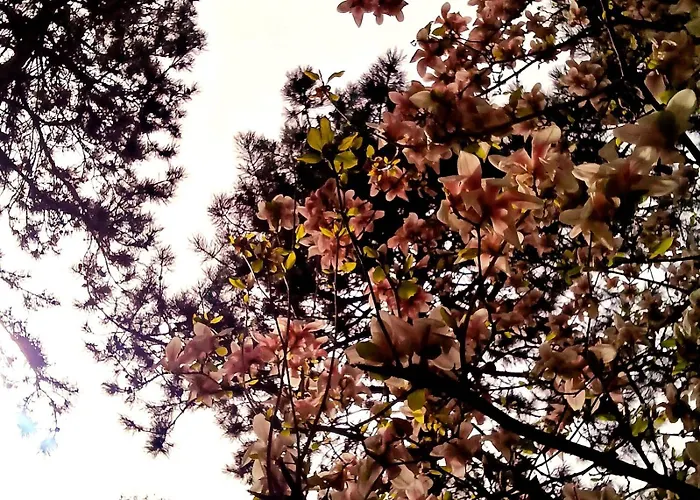 Cozy Apartment Floreasca Apartament Bucureşti