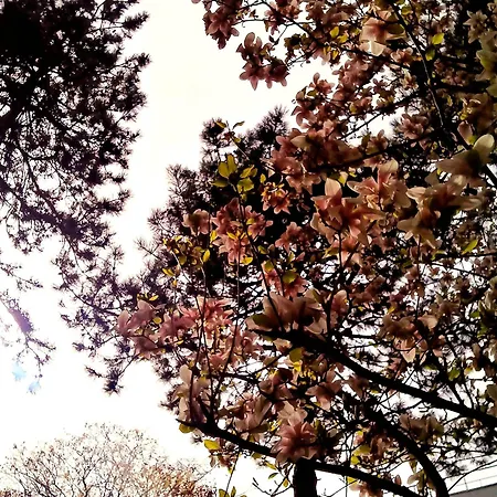 The House In The Park Appartamento Bucarest