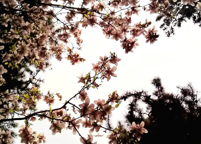 The House In The Park * 부쿠레슈티