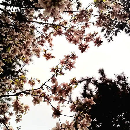 The House In The Park * Bükreş